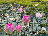 Sacred lotus (Nelumbo nucifera), at sunrise in Kampong Tralach, Cambodia, Indochina, Southeast Asia, Asia