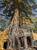 Ta-Prohm-Tempel, ein buddhistisches Mahayana-Kloster, das im späten 12. Jahrhundert für den Khmer-König Jayavarman VII. erbaut wurde, Angkor, UNESCO-Welterbe, Kambodscha, Indochina, Südostasien, Asien