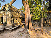 Ta-Prohm-Tempel, ein buddhistisches Mahayana-Kloster, das im späten 12. Jahrhundert für den Khmer-König Jayavarman VII. erbaut wurde, Angkor, UNESCO-Welterbe, Kambodscha, Indochina, Südostasien, Asien