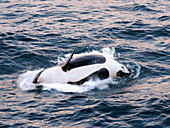 Killer whale female calf (Orcinus orca), breaching at sunset off Isla San Jose, Baja California Sur, Sea of Cortez, Mexico, North America