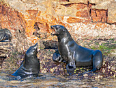 Guadalupe-Pelzrobben (Arctocephalus townsendi), bei einem neuen Fangplatz auf der Insel Las Animas, Baja California Sur, Sea of Cortez, Mexiko, Nordamerika