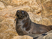 Guadalupe fur seal (Arctocephalus townsendi), at new haul out on Las Animas Island, Baja California Sur, Sea of Cortez, Mexico, North America