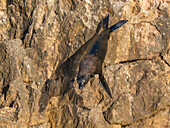 Guadalupe fur seal (Arctocephalus townsendi), at new haul out on Las Animas Island, Baja California Sur, Sea of Cortez, Mexico, North America