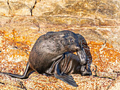 Guadalupe fur seal (Arctocephalus townsendi), at new haul out on Las Animas Island, Baja California Sur, Sea of Cortez, Mexico, North America