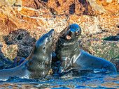 Guadalupe-Pelzrobben (Arctocephalus townsendi), bei einem neuen Fangplatz auf der Insel Las Animas, Baja California Sur, Sea of Cortez, Mexiko, Nordamerika