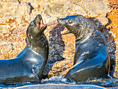 Guadalupe-Pelzrobbe (Arctocephalus townsendi), bei einem neuen Fangplatz auf der Insel Las Animas, Baja California Sur, Sea of Cortez, Mexiko, Nordamerika