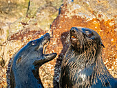 Guadalupe-Pelzrobben (Arctocephalus townsendi), bei einem neuen Fangplatz auf der Insel Las Animas, Baja California Sur, Sea of Cortez, Mexiko, Nordamerika