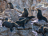 Guadalupe fur seals (Arctocephalus townsendi), at new haul out on Las Animas Island, Baja California Sur, Sea of Cortez, Mexico, North America