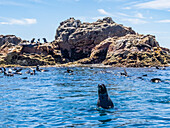 Guadalupe-Pelzrobben (Arctocephalus townsendi), bei einem neuen Fangplatz auf der Insel Las Animas, Baja California Sur, Sea of Cortez, Mexiko, Nordamerika