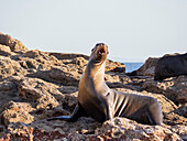 Kalifornischer Seelöwe (Zalophus californianus), ausgesetzt auf der Isla San Pedro Martir, Sea of Cortez, Mexiko, Nordamerika