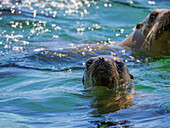 Kalifornische Seelöwen (Zalophus californianus), im Wasser in Puerto Refugio, Baja California, Sea of Cortez, Mexiko, Nordamerika