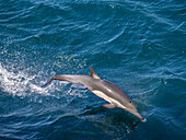 Long-beaked common dolphin (Delphinus capensis), leaping with remora in Cabo Pulmo National Marine Park, Baja California Sur, Mexico, North America