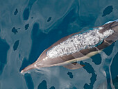 Ein Langschnauzen-Delphin (Delphinus capensis), auftauchend vor den Gorda Banks, Baja California Sur, Mexiko, Nordamerika