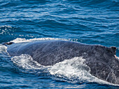 Buckelwal (Megaptera novaeangliae), Auftauchen vor San Jose del Cabo, Baja California Sur, Mexiko, Nordamerika