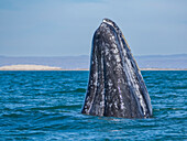 Ausgewachsener Grauwal (Eschrictius robustus), Spähtrupp in der Lagune San Ignacio, Baja California, Mexiko, Nordamerika