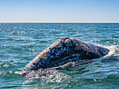 Adult California gray whale (Eschrictius robustus), surfacing near boat in San Ignacio Lagoon, Baja California, Mexico, North America