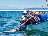 Kalifornisches Grauwal-Kalb (Eschrictius robustus), neben einem Boot, das von Touristen berührt wird, in der Lagune von San Ignacio, Baja California, Mexiko, Nordamerika