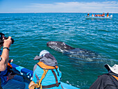 California gray whale calf (Eschrictius robustus), with excited tourists in San Ignacio Lagoon, Baja California, Mexico, North America