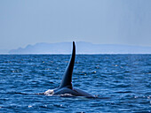 Killer whale pod (Orcinus orca), off Punta Colorada, Isla San Jose, Baja California Sur, Mexico, North America