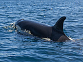 Killer whale pod (Orcinus orca), off Punta Colorada, Isla San Jose, Baja California Sur, Mexico, North America