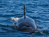 Killer whale pod (Orcinus orca), off Punta Colorada, Isla San Jose, Baja California Sur, Mexico, North America