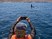 Killer whale pod (Orcinus orca), ad tourist off Punta Colorada, Isla San Jose, Baja California Sur, Mexico, North America