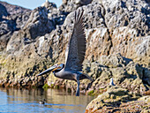 Adult brown pelican (Pelecanus occidentalis), taking flight on a small islet near Isla Salsipuedes, Baja California, Mexico, North America