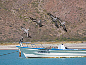 Adulter Braunpelikan (Pelecanus occidentalis), Tauchen nach Fischen, Isla Carmen, Baja California Sur, Mexiko, Nordamerika