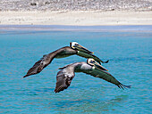 Ausgewachsene Braunpelikane (Pelecanus occidentalis), im Formationsflug, Isla Carmen, Baja California Sur, Mexiko, Nordamerika