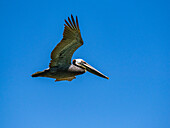 Adulter Braunpelikan (Pelecanus occidentalis), Tauchen nach Fischen, Isla Carmen, Baja California Sur, Mexiko, Nordamerika