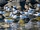 Adult elegant terns (Thalasseus elegans), at breeding colony on Isla Rasa, Baja California, Sea of Cortez, Mexico, North America