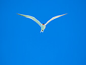 Adult elegant tern (Thalasseus elegans), looking for fish on Isla Carmen, Baja California Sur, Sea of Cortez, Mexico, North America