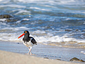 Amerikanischer Austernfischer (Haematopus palliatus), auf der Isla Espiritu Santo, Baja California Sur, Sea of Cortez, Mexiko, Nordamerika