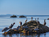 Blue-footed boobies (Sula nebouxii), on a small islet near Isla Salsipuedes, Baja California, Sea of Cortez, Mexico, North America