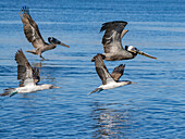 Blue-footed boobies (Sula nebouxii), in flight near Isla Salsipuedes, Baja California, Sea of Cortez, Mexico, North America