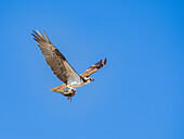 Fischadler (Pandion haliaetus), mit Fisch auf der Isla San Lorenzo, Baja California, Meer von Cortez, Mexiko, Nordamerika