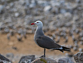 Heermanns Möwe (Larus heermanni), in der Brutkolonie auf Isla Rasa, Baja California, Sea of Cortez, Mexiko, Nord-Amerika