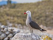 Heermann's gull (Larus heermanni), at breeding colony on Isla Rasa, Baja California, Sea of Cortez, Mexico, North Anerica