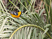 A male hooded oriole (Icterus cucullatus), in courtship, San Jose del Cabo, Baja California Sur, Sea of Cortez, Mexico, North America