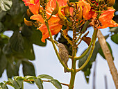 Ein weiblicher Hausfink (Haemorhous mexicanus), auf einer Blüte, San Jose del Cabo, Baja California Sur, Sea of Cortez, Mexiko, Nordamerika