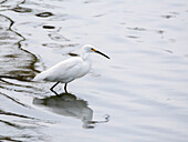 Ein Schneereiher (Egretta thula), fischt im seichten Wasser, San Jose del Cabo, Baja California Sur, Sea of Cortez, Mexiko, Nordamerika