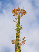 Boojum-Baum (Fouquieria columnaris), außerhalb von Bahia de los Angeles, Baja California, Sea of Cortez, Mexiko, Nordamerika