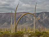 Boojum-Baum (Fouquieria columnaris), außerhalb von Bahia de los Angeles, Baja California, Sea of Cortez, Mexiko, Nordamerika