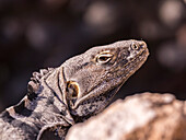 Adult San Esteban spiny-tailed iguana (Ctenosaura conspicuosa), endemic to Isla San Esteban, Baja California, Mexico, North America