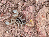 A scorpion (Genus Paruroctonus), near Los Gatos, Baja California Sur, Sea of Cortez, Mexico, North America