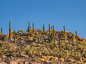 Cactus cover a small islet in Bahia las Animas at sunrise, Baja California, Sea of Cortez, Mexico, North America