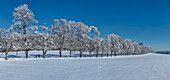 Baumallee im Winter, Schwäbische Alb, Baden Württemberg, Deutschland, Europa