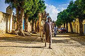 Kamelkarawane zu Fuß mit Brennholz durch Keren, Eritrea, Afrika