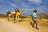 Camel caravan carrying firewood walking through Keren, Eritrea, Africa