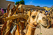 Camel loaded with firewood, Monday market of Keren, Eritrea, Africa